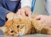 Rabies pada Kucing: Ciri-ciri Kucing Rabies, Harus Waspada!