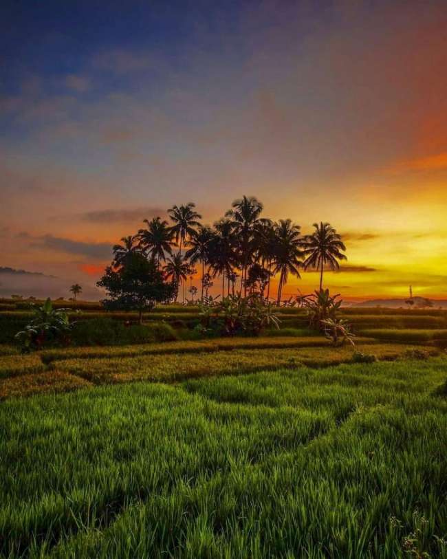 Persawahan Kadugede