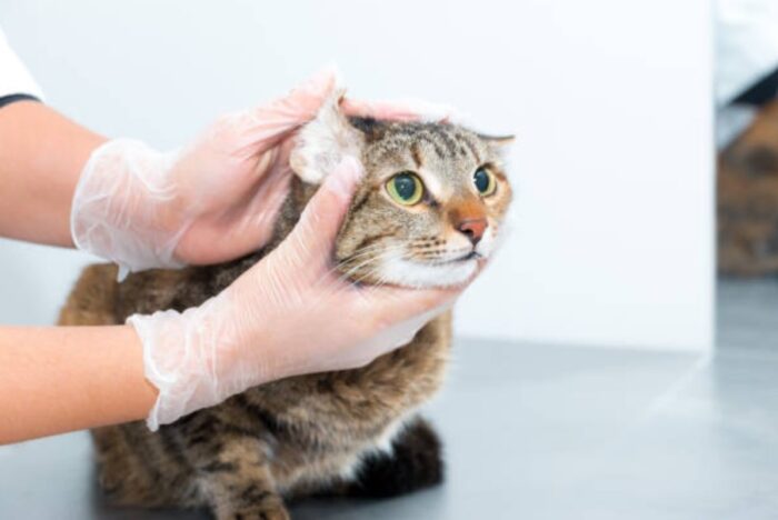 kucing rabies