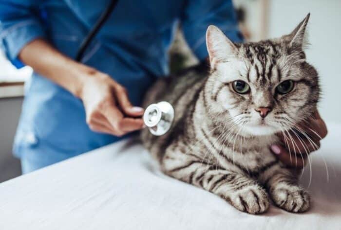 rabies pada kucing
