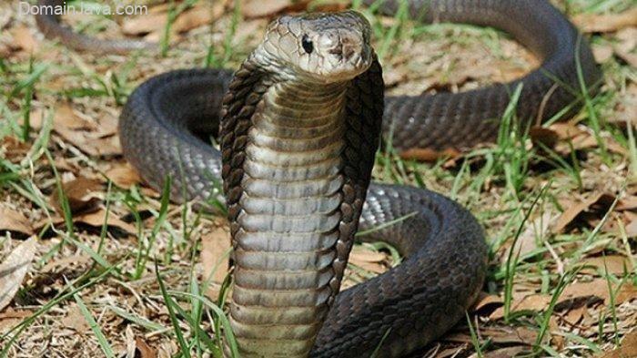 Arti Mimpi Digigit Ular