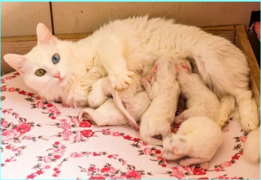 rekomendasi-vitamin-untuk-kucing-hamil-dan-menyusui