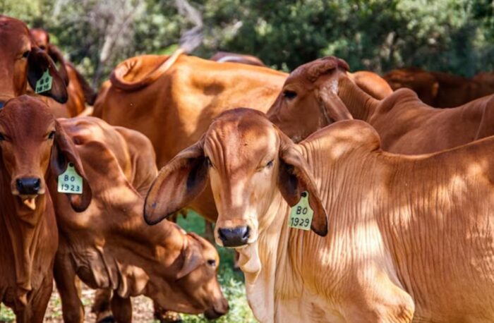 tata cara menyembelih hewan kurban
