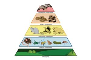 Apa Itu Jaring-Jaring Makanan? Ini Tingkatan, Trofik dan Fungsinya