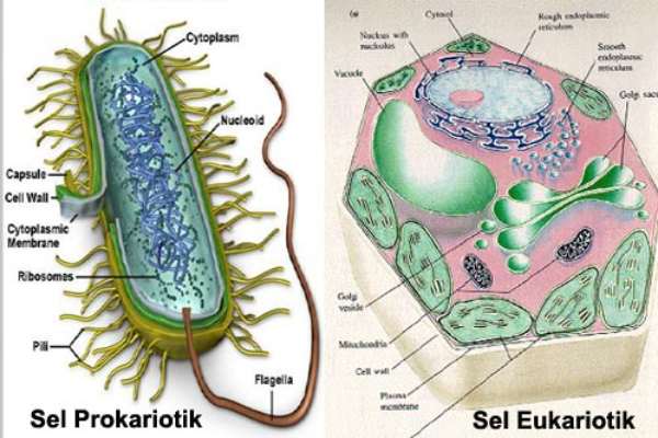 Perbedaan Sel Prokariotik dan Eukariotik (Penjelasan & Tabel)