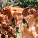 Tata Cara Menyembelih Hewan Kurban dan Doanya