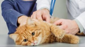 Rabies pada Kucing: Ciri-ciri Kucing Rabies, Harus Waspada!