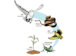 Sebutkan Contoh Rantai Makanan: Pengertian dan Fungsi