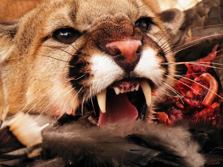 cougar.jpg Pengertian Herbivora, Karnivora dan Omnivora serta Contohnya | DomainJava.com