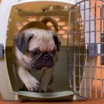 5 Rekomendasi Jasa Kirim Hewan Antar Kota dan Persyaratannya