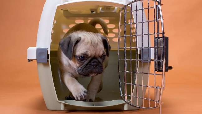 982 5 rekomendasi jasa kirim hewan antar kota dan persyaratannya