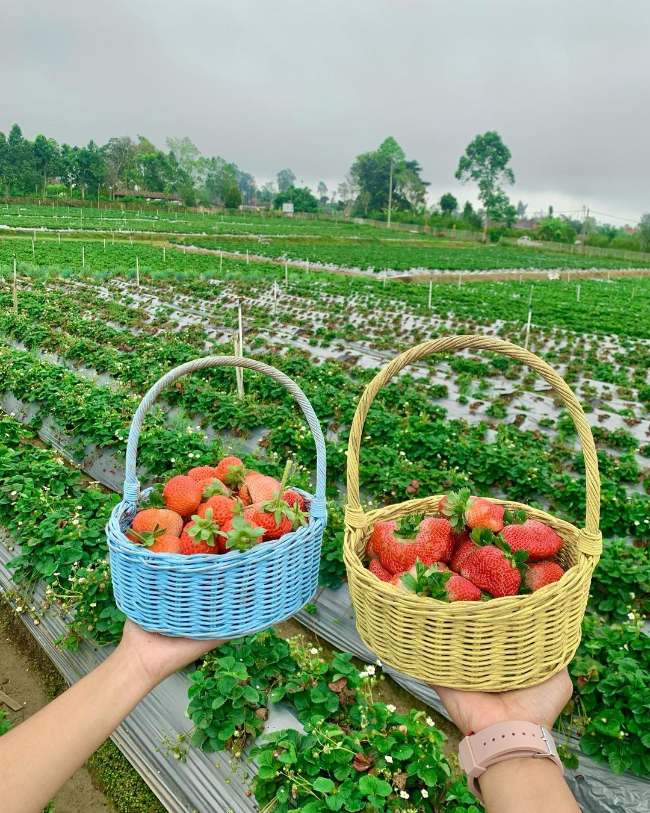 Alamat dan Lokasi La Fresa Kintamani