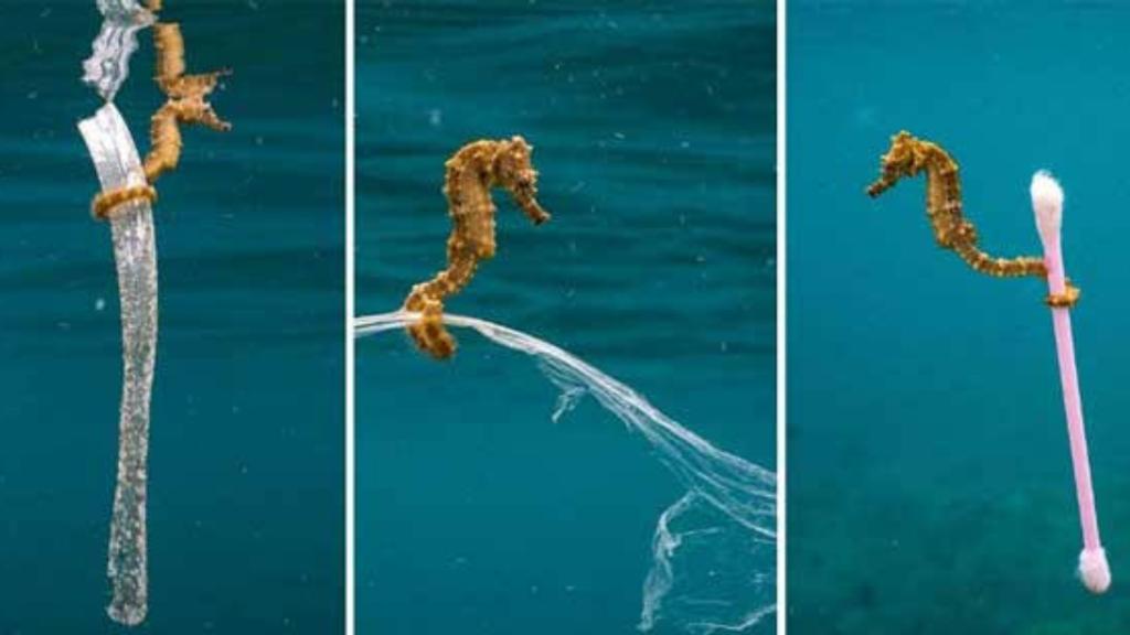 Kuda laut pegang korek kuping