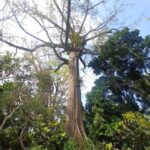 15 Destinasi Wisata Indramayu yang Lagi Ngehits dan Populer