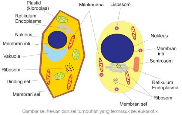 Sekilas-Tentang-Sel-Prokariotik-dan-Sel-Eukariotik