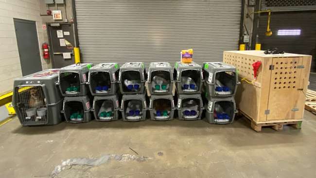 Syarat Pengiriman Hewan Antar Kota