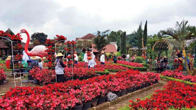 Taman Begonia