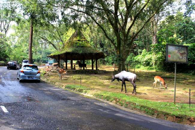 Taman Safari Cisarua