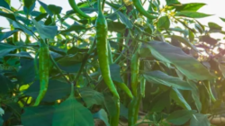 10 Cara Menanam Cabe di Polybag Agar Berbuah Lebat