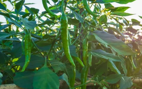 Cara Menanam Cabe di Polybag