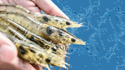 Cara Mengendalikan Penyakit Udang Vaname Agar Hasil Panen Maksimal