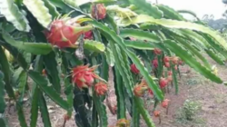 Definisi Pemuliaan Tanaman