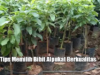 12 Tips Memilih Bibit Alpukat Berkualitas agar Cepat Berbuah dan Produktif