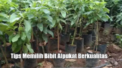 12 Tips Memilih Bibit Alpukat Berkualitas agar Cepat Berbuah dan Produktif