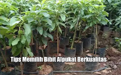 Tips Memilih Bibit Alpukat Berkualitas